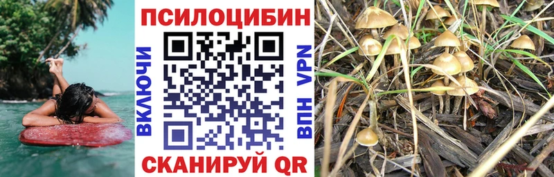 Псилоцибиновые грибы мицелий  где купить наркоту  Нестеров 